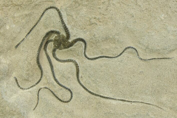 Detailed Jurassic Brittle Star (Palaeocoma) - England #351347